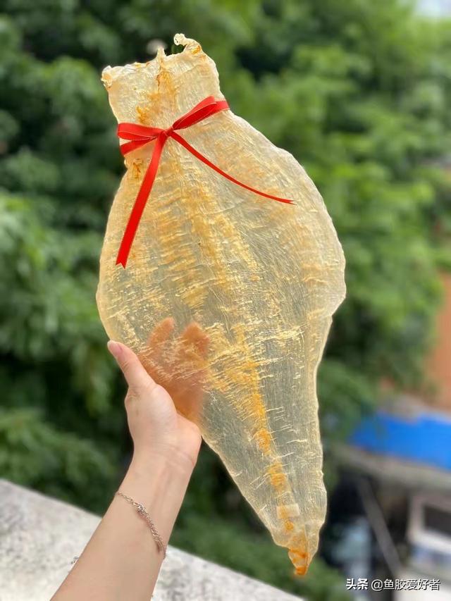 海鲜胶和花胶区别 2026年海鲜胶和花胶区别是什么