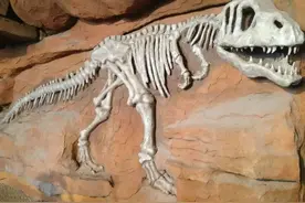 莱阳考古五大发现一大谜团图片