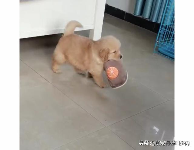 金毛1到24个月过程图（萌宠金毛的变化历程）