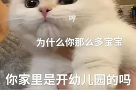 可爱猫咪表情包：哼！为什么你那么多宝宝，你家里是开幼儿园的吗图片