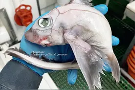 俄渔民发现怪异物种，像缝合怪，专家：鬼鲨！为何深海鱼大都很丑图片