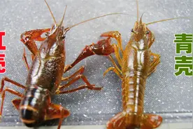 挑小龙虾时，青壳红壳差别大，虾农：教你一招，包你挑好虾图片