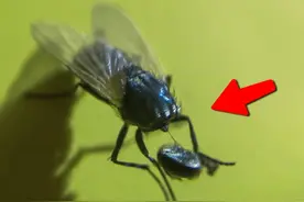 为什么苍蝇会把自己的头拧下来把玩？玩完之后，还能再安回去么？图片