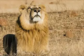 非洲悲情：狮子姐姐保护弟弟逃亡，最终惨死，弟弟疯癫后战力无敌图片