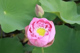 “天选之女”的十大特征图片