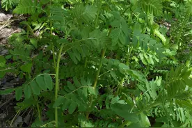 西北一野草，叶片很像“含羞草”，挖出根茎，才知是珍贵的黄芪图片