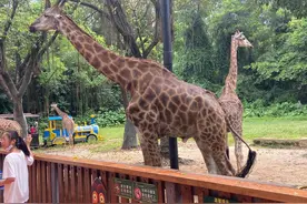 广州长隆野生动物园保姆级攻略图片