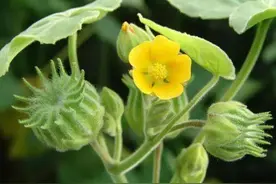 俗称“馍头草”，用来熬水好处多，现在不多见了，大家吃过吗？图片