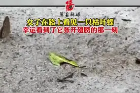 女子在路上看见一只枯叶蝶，幸运的看到了它张开翅膀的那一刻图片