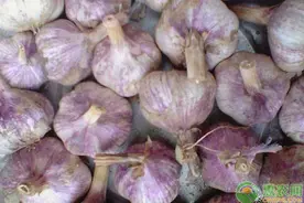 大蒜催芽方法有哪些？图片