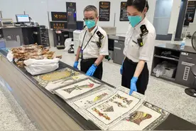 蝴蝶与牛鞭图片