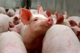 1月12日仔猪价格：血本无归！猪价飞流直下！仔猪仍一片“平静”图片