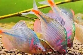 最美丽的淡水鱼！中宣部在新闻发布会上专门讲了鳑鲏，不只是喜欢图片