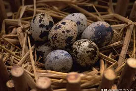 2年寿命，产蛋300多枚，每颗利润0.06元，鹌鹑一生比蜜蜂还要辛苦图片