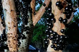 嘉宝果树修剪“三大忌”？外圆内空才是根本图片