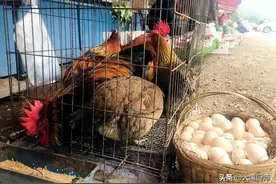 买了只土鸡4斤，肚子里有1斤的黄油，是不是亏了？母亲：赚大了图片