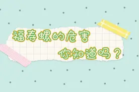 VLOG | 福寿螺的危害，你知道吗？图片