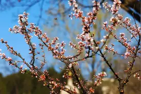 北京世界公园恢复营业 | 花开正当时，还有美食！图片