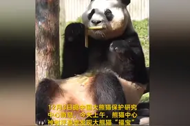 福宝全身抽搐，韩国网友指责中国，网友扒出福宝在韩国就有这情况图片