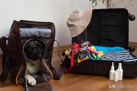 五一抢票太难？他们有高招！“猫主子”“狗主子”一起…图片