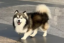 网友春节晒家里金毛和柯基的混血狗子，这也太可爱啦！图片