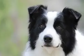 想养狗，建议看一看这6种狗，都很“聪明”“可爱”图片