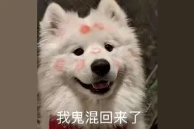 给狗狗绝育后，变化最大的，你知道是哪里吗？图片