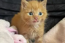 好吃贪睡会享受的小橘猫，自从被捡回来后，就过上了主子般的生活图片