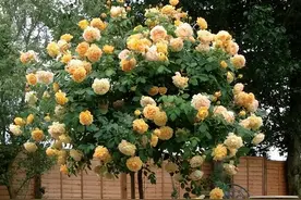 它是花卉界的“棒棒糖”，养一棵美翻了，浓香四溢图片