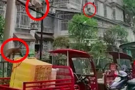 贵州黔灵山猴群下山觅食，警告：不要投喂！猕猴为啥成了泼猴？图片