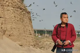 河北石家庄：数千只崖沙燕“安家”滹沱河啦！|绿会保护地图片