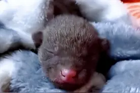 上海女子救助受伤奶狗，好心喂养几个月，专家却说：不能养了图片