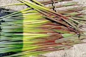 农村山上这5种野果子成熟了，你有多少年没有吃过了？快来摘吃图片