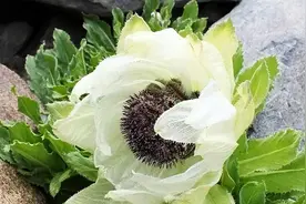 美文心阅：天山雪莲图片