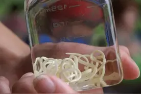 非洲“龙线虫”究竟有多恐怖？为何说它是人类为数不多的天敌之一图片