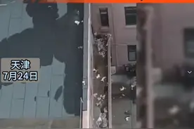 太残忍！15只猫从16楼恶意高空抛下，全部被摔死亡！图片