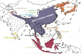 人才强校｜东方蜜蜂亚种界定助力我国本土蜜蜂资源保护图片