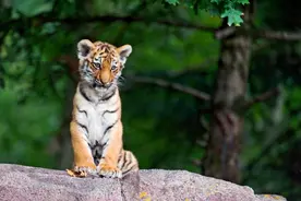 记得7月29日，爱老虎哟图片