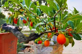 农村有种“金弹子”，见到别错过，果实漂亮寓意好，做盆景是极品图片