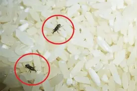 保存大米原来这么简单，米袋里放一根，大米再也不生虫，方法太牛图片