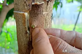 手把手教你嫁接小技巧，方法简单又省接穗，不妨来学习一下图片