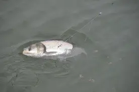 钓鲢鳙该钓多深？有方法确定鱼层吗？图片