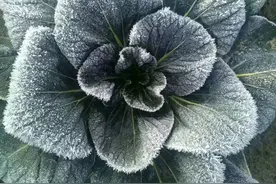 连播28天！如皋黑塌菜将亮相央视！图片