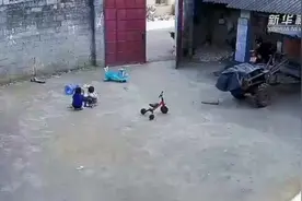 6岁哥哥为保护妹妹吓退牛犊 网友：长大了一定有担当图片