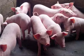 2月15日仔猪价格：猪价掉头下跌，仔猪供大于求，5元猪价板上钉钉图片