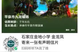 年轮的故事 | 一组海报带你探寻 “中国最美古树”的“河北籍选手”图片