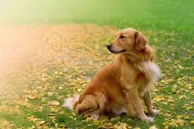 没夸张，我家狗有八百个心眼子图片