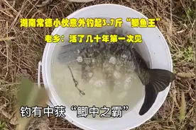 湖南钓友藕塘钓获3.7斤“鲫鱼王”，老乡：活了几十年第一次见图片