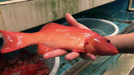 什么海鲜胶原蛋白最多 2025年海鲜含有胶原蛋白吗