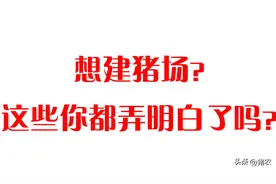 猪价上涨想入行养猪？那这些步骤你一定得知道图片